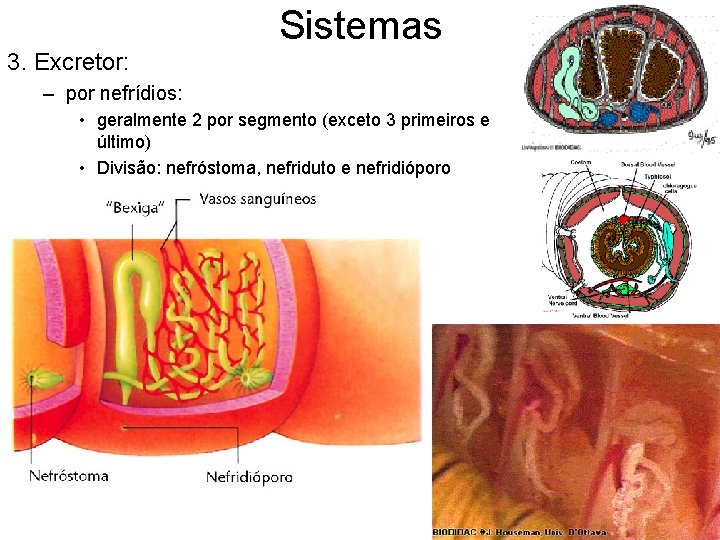 Sistemas 3. Excretor: – por nefrídios: • geralmente 2 por segmento (exceto 3 primeiros