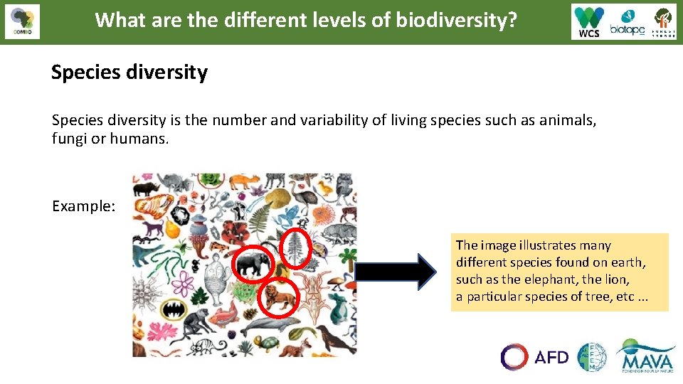 What are the different levels of biodiversity? Species diversity is the number and variability