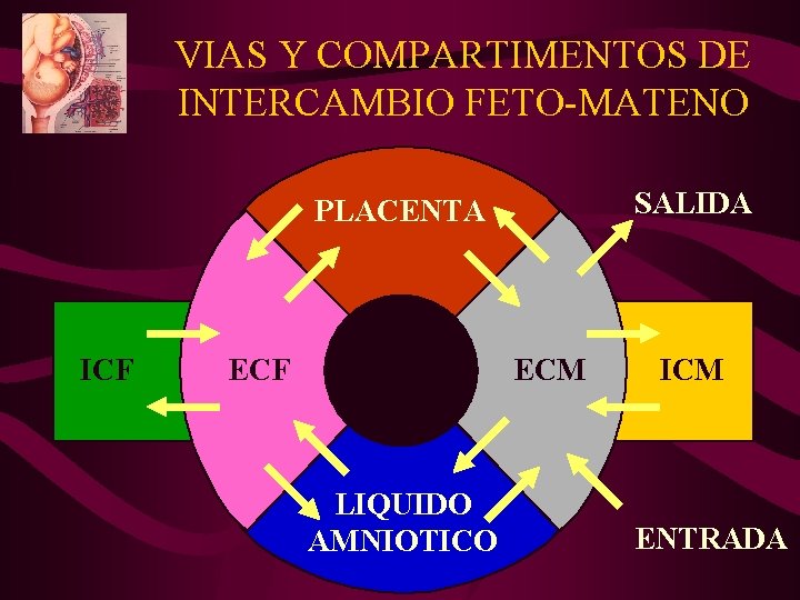 VIAS Y COMPARTIMENTOS DE INTERCAMBIO FETO-MATENO SALIDA PLACENTA ICF ECM LIQUIDO AMNIOTICO ICM ENTRADA