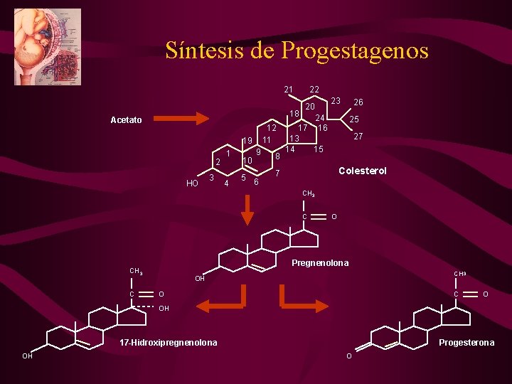 Síntesis de Progestagenos 21 18 Acetato 12 11 19 2 HO 3 1 4