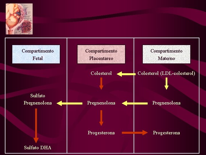 Compartimento Fetal Sulfato Pregnenolona Sulfato DHA Compartimento Placentareo Compartimento Materno Colesterol (LDL-colesterol) Pregnenolona Progesterona