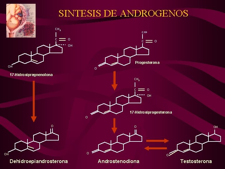 SINTESIS DE ANDROGENOS CH 3 C CH 3 O C O OH Progesterona OH