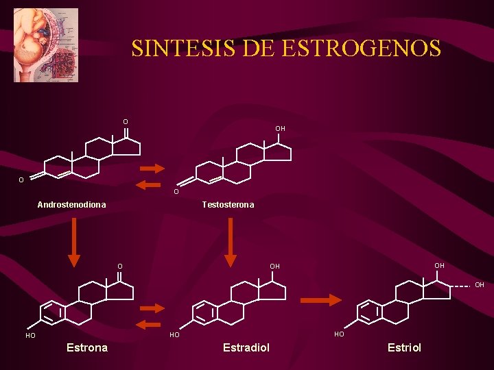 SINTESIS DE ESTROGENOS O OH O O Androstenodiona Testosterona O OH OH OH HO SINTESIS DE ESTROGENOS O OH O O Androstenodiona Testosterona O OH OH OH HO