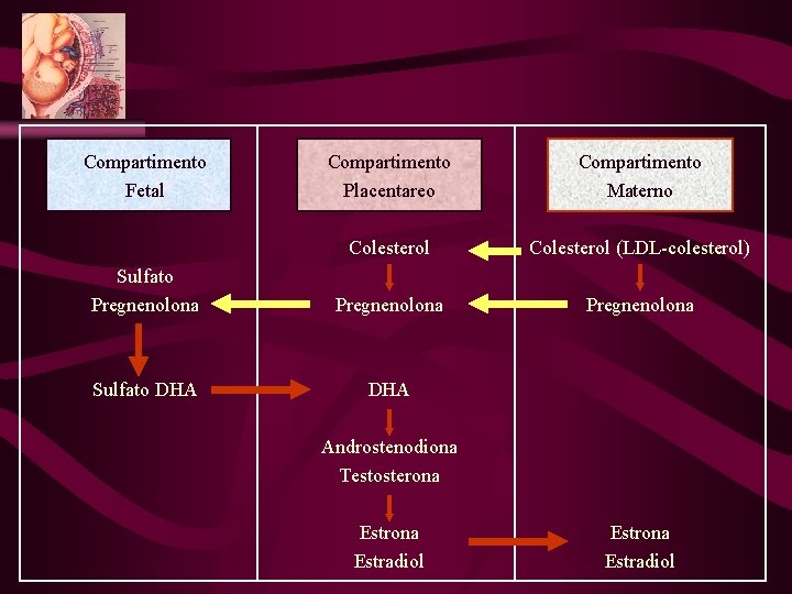 Compartimento Fetal Compartimento Placentareo Compartimento Materno Colesterol (LDL-colesterol) Sulfato Pregnenolona Sulfato DHA Androstenodiona Testosterona