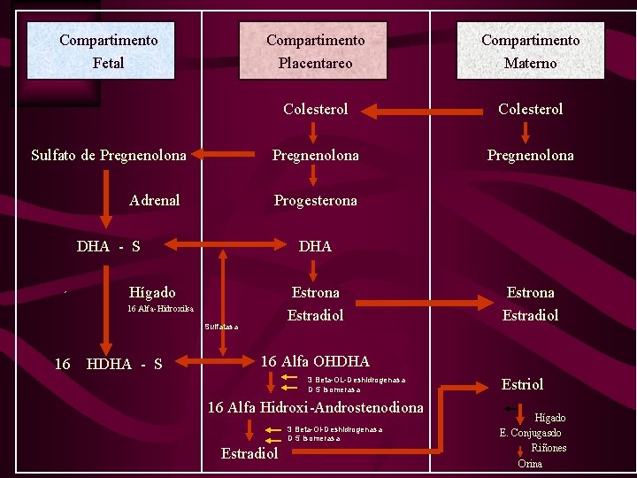 Compartimento Fetal Sulfato de Pregnenolona Adrenal Compartimento Placentareo Compartimento Materno Colesterol Pregnenolona Progesterona DHA