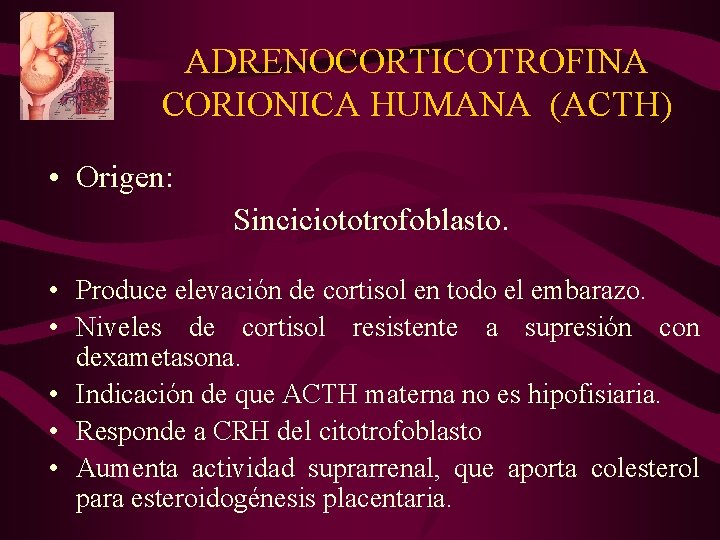 ADRENOCORTICOTROFINA CORIONICA HUMANA (ACTH) • Origen: Sinciciototrofoblasto. • Produce elevación de cortisol en todo