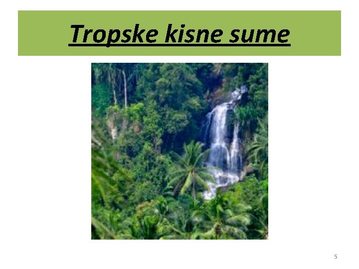 Tropske kisne sume 5 