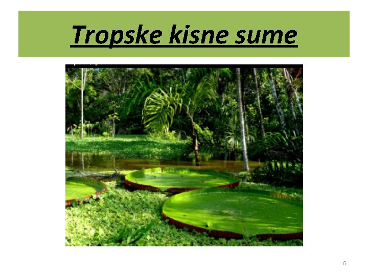 Tropske kisne sume 6 