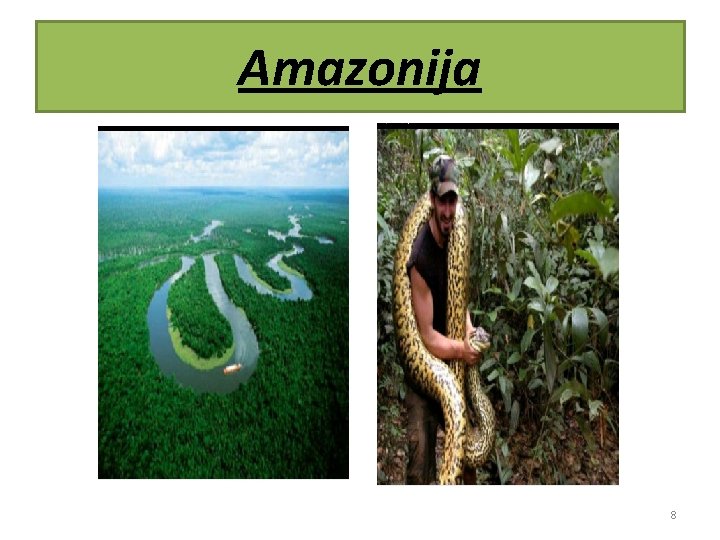 Amazonija 8 