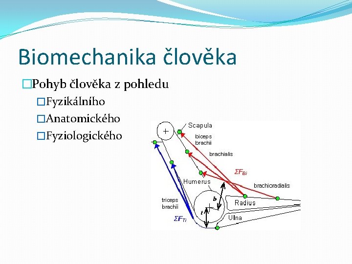 Biomechanika člověka �Pohyb člověka z pohledu �Fyzikálního �Anatomického �Fyziologického 