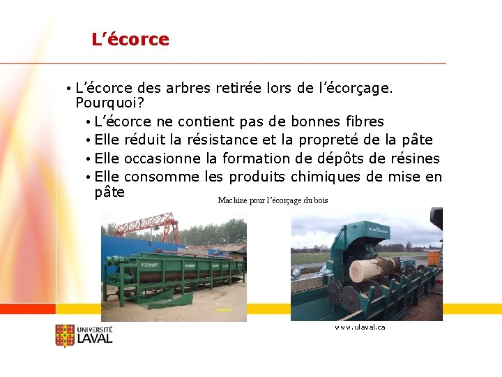 L’écorce • L’écorce des arbres retirée lors de l’écorçage. Pourquoi? • L’écorce ne contient