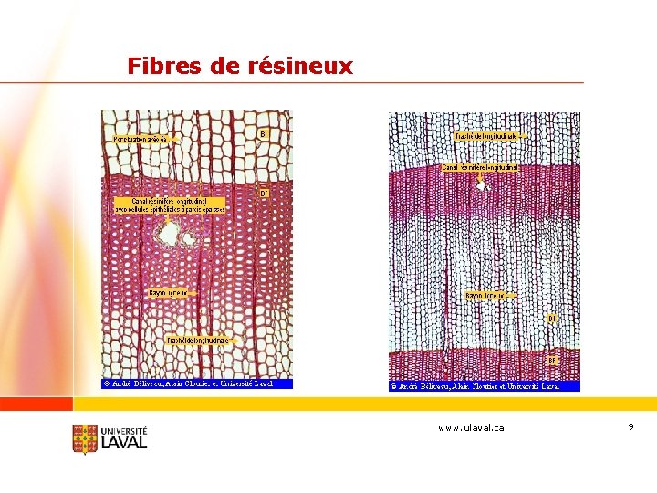 Fibres de résineux www. ulaval. ca 9 