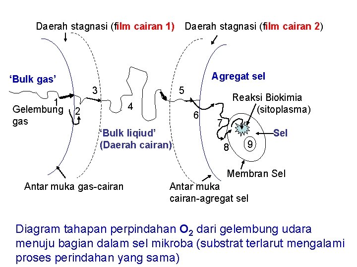 Daerah stagnasi (film cairan 1) Daerah stagnasi (film cairan 2) Agregat sel ‘Bulk gas’