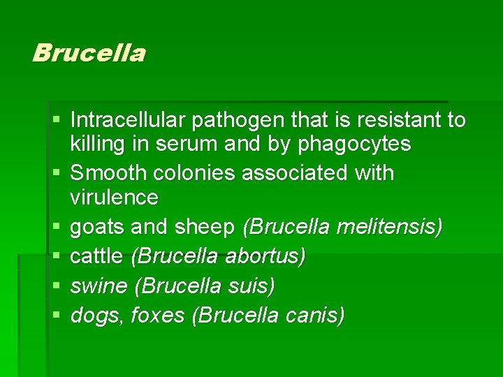 Brucella § Intracellular pathogen that is resistant to killing in serum and by phagocytes