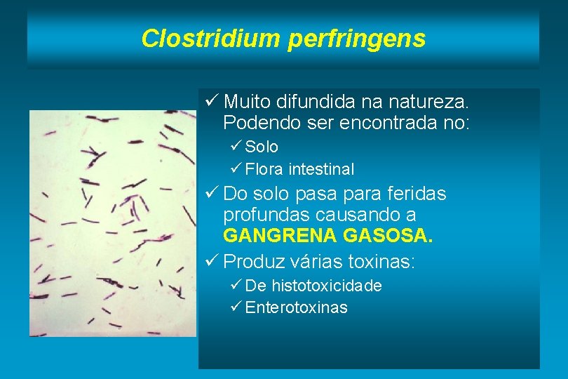 Clostridium perfringens ü Muito difundida na natureza. Podendo ser encontrada no: ü Solo ü