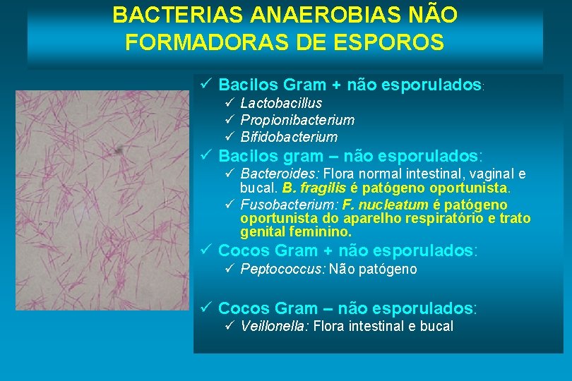 BACTERIAS ANAEROBIAS NÃO FORMADORAS DE ESPOROS ü Bacilos Gram + não esporulados: ü Lactobacillus