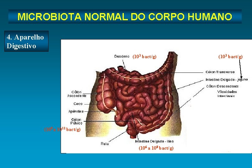 Microbiota Normal do Corpo Humano MICROBIOTA NORMAL DO CORPO HUMANO 4. Aparelho Digestivo (103