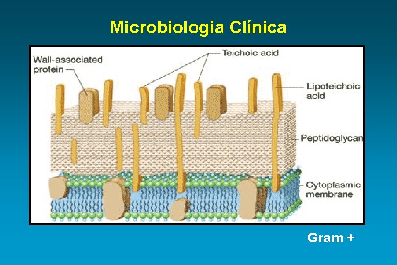 Microbiologia Clínica Gram + 