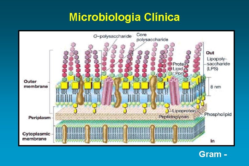 Microbiologia Clínica Gram - 