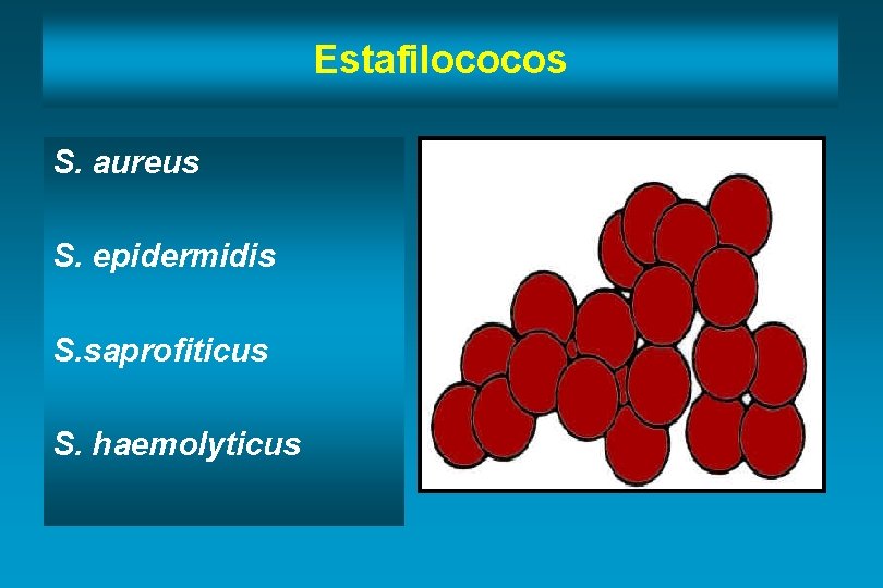 Estafilococos S. aureus S. epidermidis S. saprofiticus S. haemolyticus 