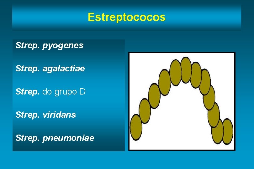 Estreptococos Strep. pyogenes Strep. agalactiae Strep. do grupo D Strep. viridans Strep. pneumoniae 