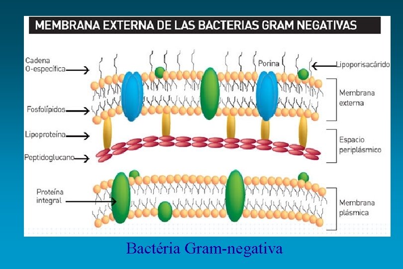 Bactéria Gram-negativa 