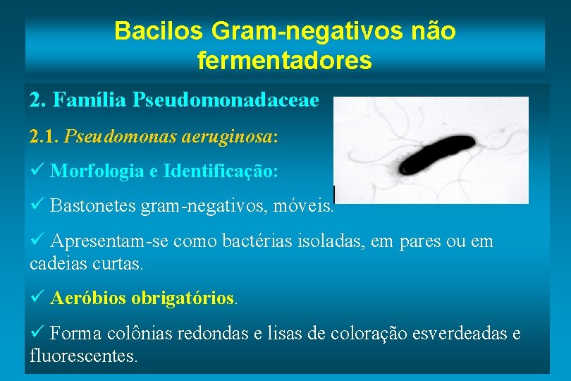 Bacilos Gram-negativos não fermentadores 2. Família Pseudomonadaceae 2. 1. Pseudomonas aeruginosa: ü Morfologia e