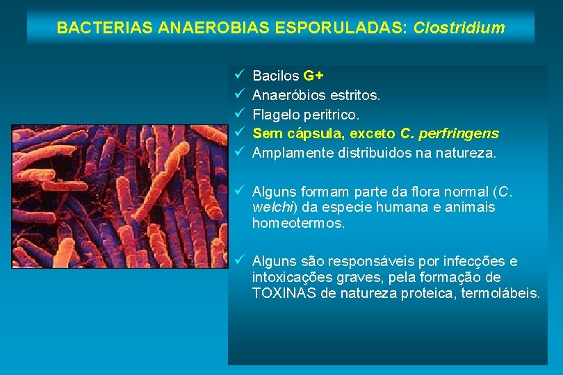 BACTERIAS ANAEROBIAS ESPORULADAS: Clostridium ü ü ü Bacilos G+ Anaeróbios estritos. Flagelo peritrico. Sem