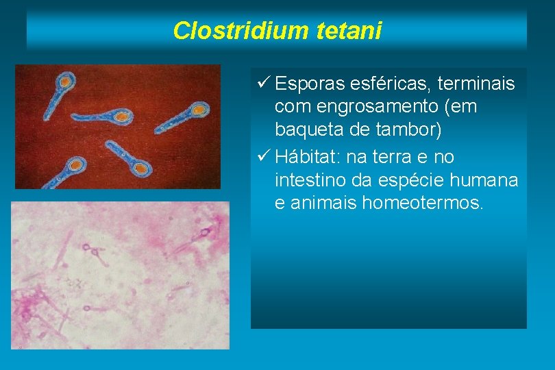 Clostridium tetani ü Esporas esféricas, terminais com engrosamento (em baqueta de tambor) ü Hábitat: