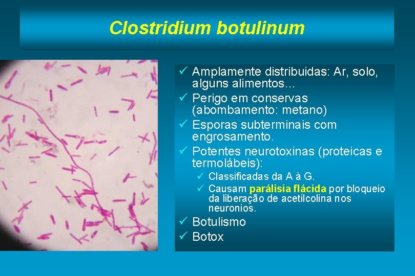 Clostridium botulinum ü Amplamente distribuidas: Ar, solo, alguns alimentos… ü Perigo em conservas (abombamento: