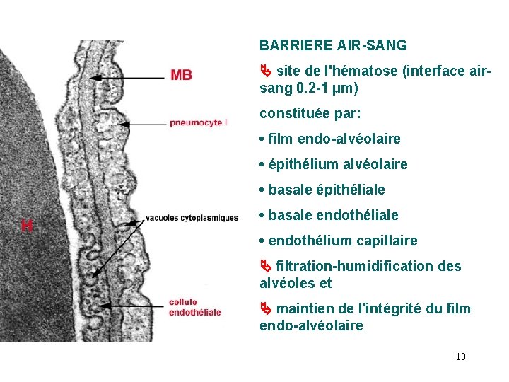 BARRIERE AIR-SANG site de l'hématose (interface airsang 0. 2 -1 µm) constituée par: •
