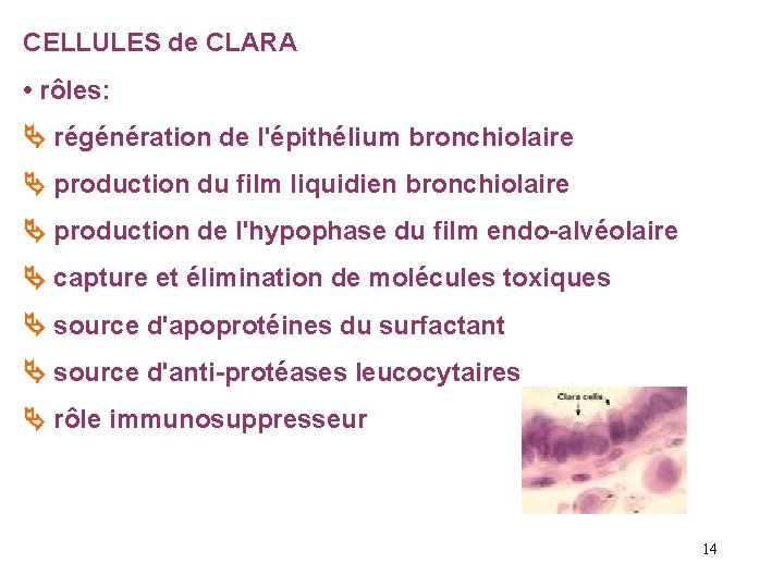 CELLULES de CLARA • rôles: régénération de l'épithélium bronchiolaire production du film liquidien bronchiolaire