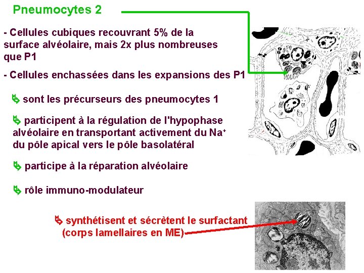 Pneumocytes 2 - Cellules cubiques recouvrant 5% de la surface alvéolaire, mais 2 x