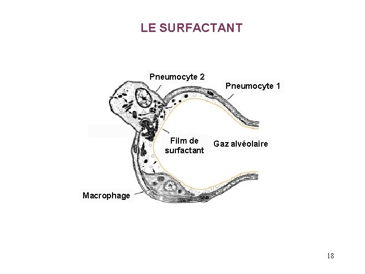 LE SURFACTANT Pneumocyte 2 Pneumocyte 1 Film de surfactant Gaz alvéolaire Macrophage 18 