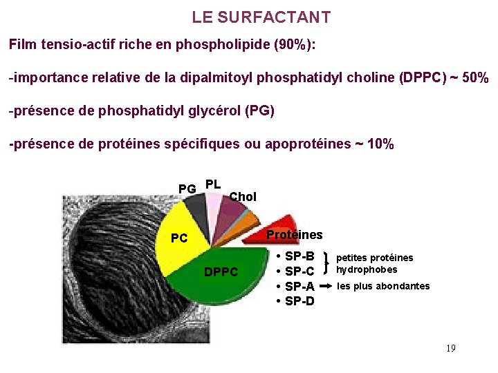 LE SURFACTANT Film tensio-actif riche en phospholipide (90%): -importance relative de la dipalmitoyl phosphatidyl