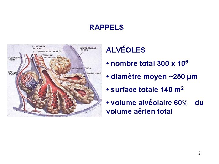 RAPPELS ALVÉOLES • nombre total 300 x 106 • diamètre moyen ~250 µm •