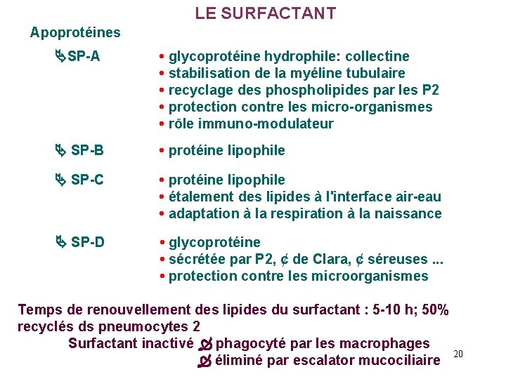 LE SURFACTANT Apoprotéines SP-A • glycoprotéine hydrophile: collectine • stabilisation de la myéline tubulaire