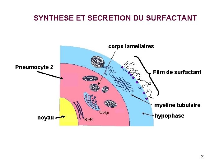 SYNTHESE ET SECRETION DU SURFACTANT corps lamellaires Pneumocyte 2 Film de surfactant myéline tubulaire