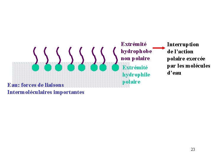 Extrémité hydrophobe non polaire Eau: forces de liaisons Intermoléculaires importantes Extrémité hydrophile polaire Interruption