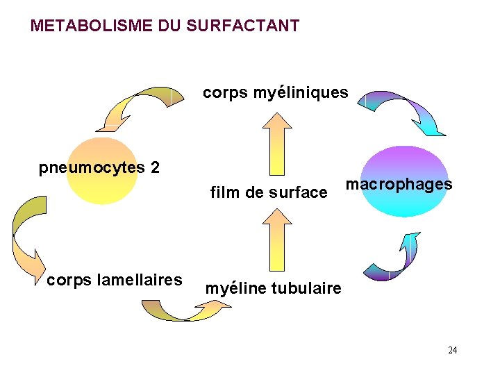 METABOLISME DU SURFACTANT corps myéliniques pneumocytes 2 film de surface corps lamellaires macrophages myéline