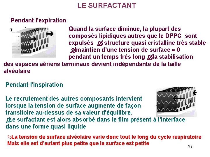 LE SURFACTANT Pendant l'expiration Quand la surface diminue, la plupart des composés lipidiques autres