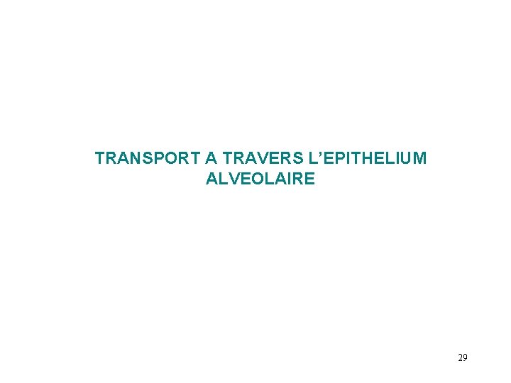 TRANSPORT A TRAVERS L’EPITHELIUM ALVEOLAIRE 29 