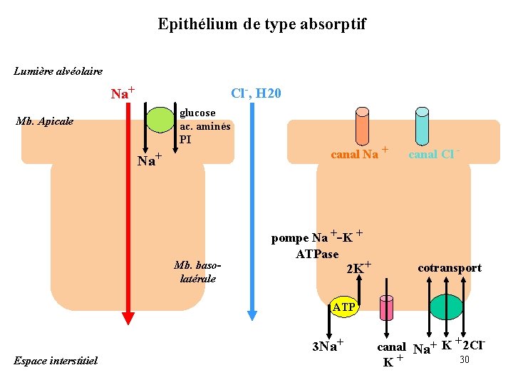 Epithélium de type absorptif Lumière alvéolaire Cl-, H 20 Na+ glucose ac. aminés PI