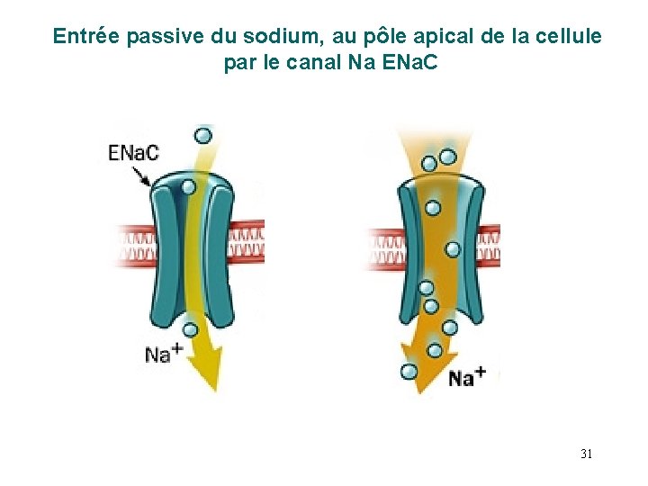 Entrée passive du sodium, au pôle apical de la cellule par le canal Na