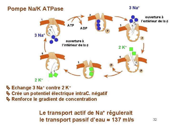 3 Na+ Pompe Na/K ATPase ouverture à l’extérieur de la ¢ ATP ADP 3