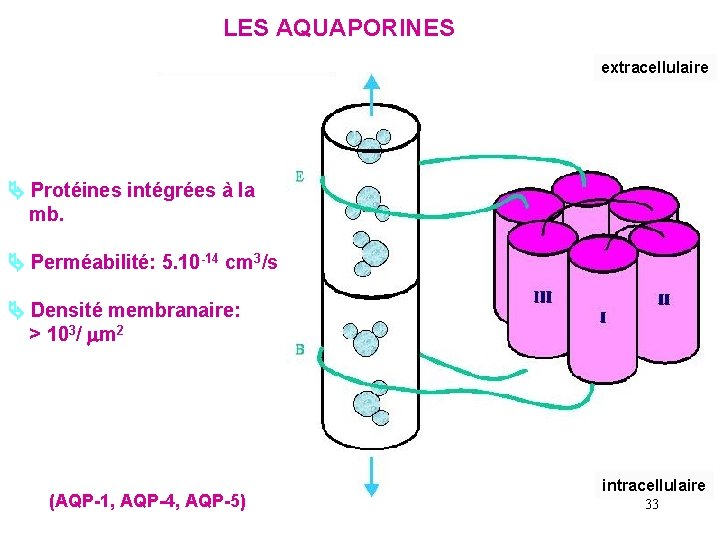 LES AQUAPORINES extracellulaire Protéines intégrées à la mb. Perméabilité: 5. 10 -14 cm 3/s