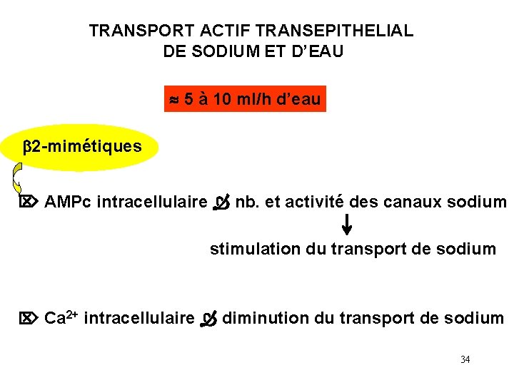 TRANSPORT ACTIF TRANSEPITHELIAL DE SODIUM ET D’EAU 5 à 10 ml/h d’eau b 2