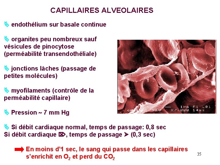 CAPILLAIRES ALVEOLAIRES endothélium sur basale continue organites peu nombreux sauf vésicules de pinocytose (perméabilité