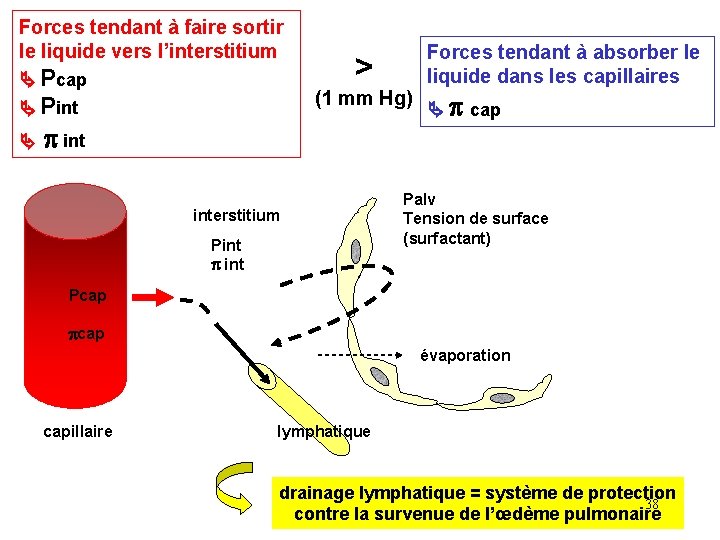 Forces tendant à faire sortir le liquide vers l’interstitium Pcap > (1 mm Hg)