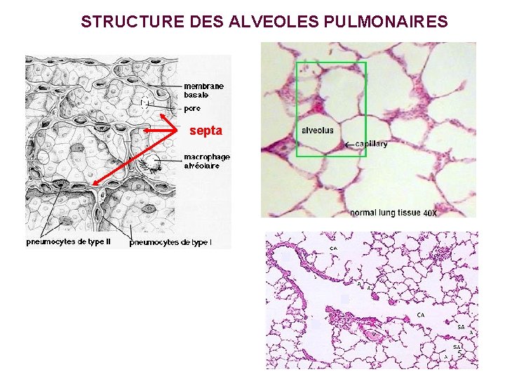 STRUCTURE DES ALVEOLES PULMONAIRES septa 5 